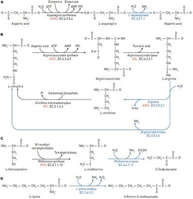 Predictive markers for efficiency of the amino-acid deprivation therapies in cancer